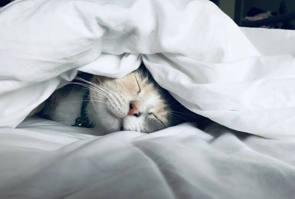 Person sleeping peacefully with ambient lighting